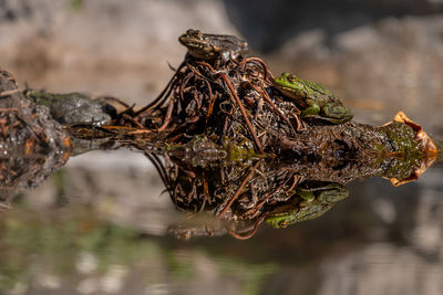 Pool frog in