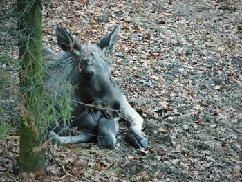 Moose resting on field