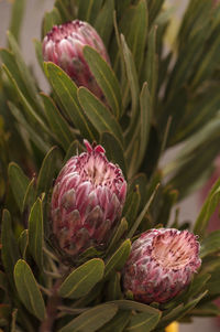 Close-up of pink flowers