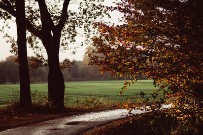 Trees on landscape during autumn