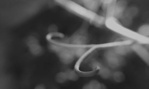 Close-up of plant against blurred background