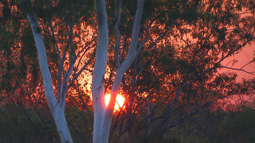 Close-up of trees against sky at sunset
