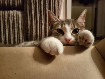 Portrait of cat relaxing at home