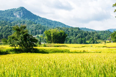 Scenic view of agricultural field against sky