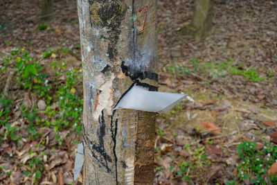 High angle view of tree trunk in forest