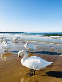 Seagulls on beach