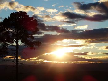 Silhouette trees against sky during sunset