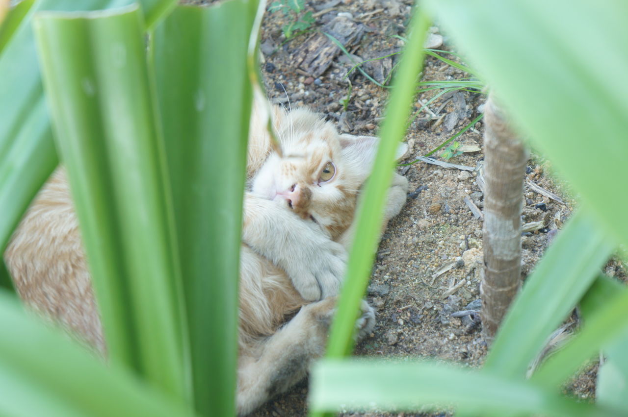 CAT RELAXING IN A GREEN PLANT