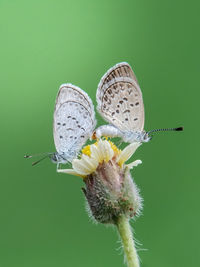 Close-up of butterfly on flower