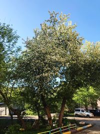 Low angle view of trees against clear sky