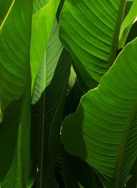 Full frame shot of green leaves