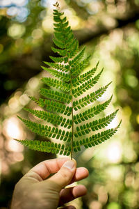 Cropped hand of man holding fern leaves outdoors