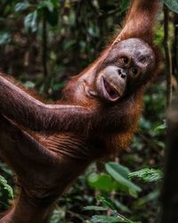 Orangutan at forest