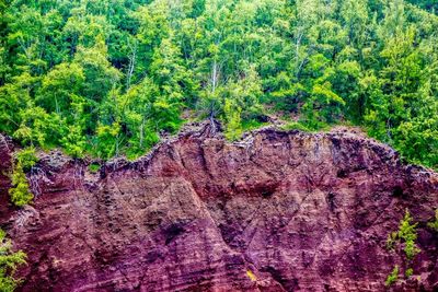 Full frame shot of trees in forest