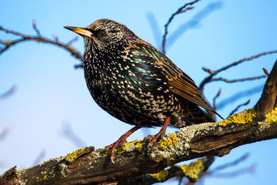 Close-up of starling on tree branch