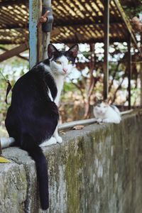 Portrait of cat sitting on wood