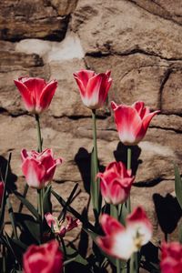 Close-up of pink flowering plants