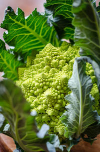 Close-up of romanesco cauliflower