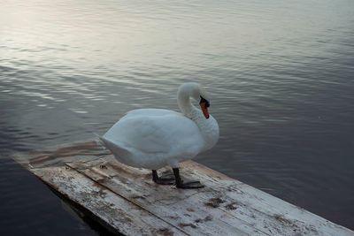 High angle view of swan swimming in lake