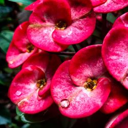 Close-up of pink flowers blooming outdoors