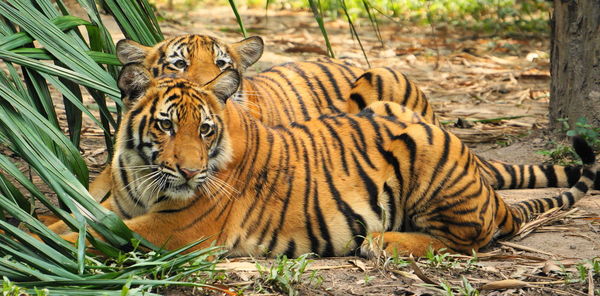 Close-up portrait of tiger