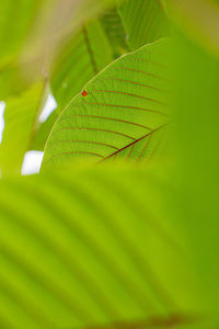 Close-up of green leaves