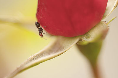 Close-up of insect on red flower