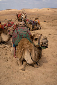 Camels in desert