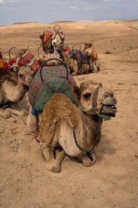 Camels relax in desert