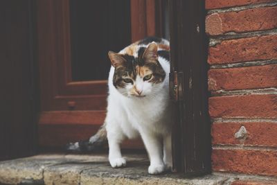 Portrait of cat on brick wall