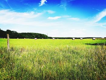 Scenic view of wheat field against blue sky