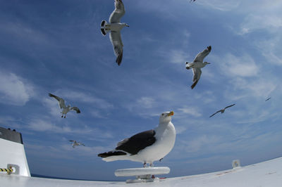 Low angle view of seagulls flying