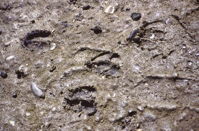 High angle view of footprints on wet sand