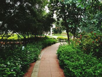 Walkway amidst plants and trees