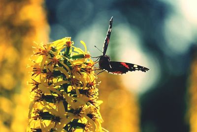 Close-up of butterfly on flower