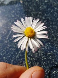 Close-up of hand holding daisy flower