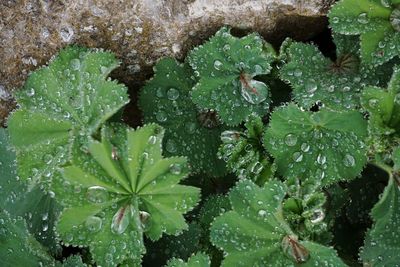 Full frame shot of wet leaves