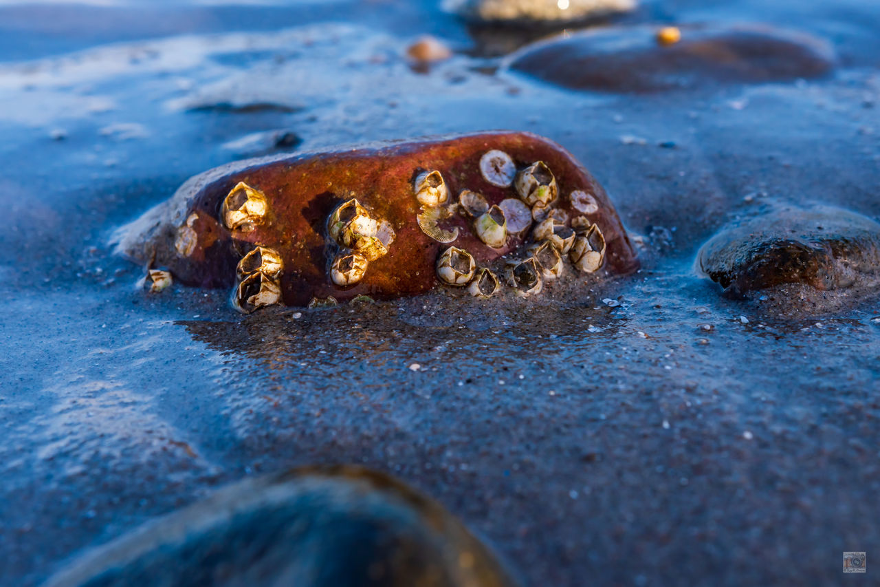 CLOSE-UP OF SHELL ON BEACH