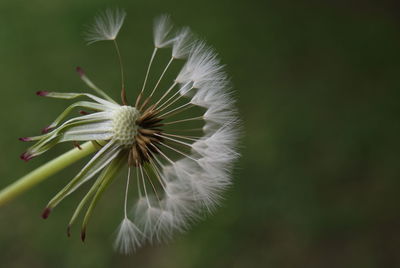 Close-up of dandelion on plant