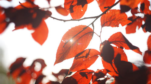 Close-up of red leaves on plant
