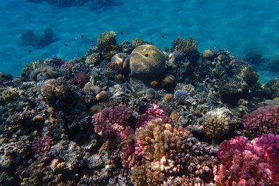 Close-up of coral in sea