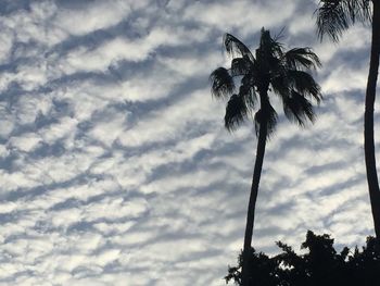 Low angle view of palm trees against cloudy sky