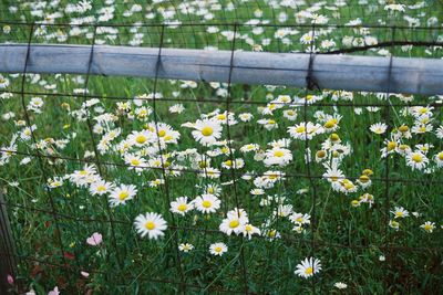 Close-up of white daisy flowers in field