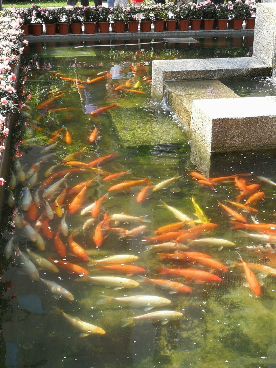 FISH SWIMMING IN POND