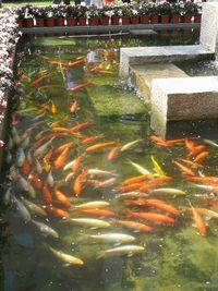 View of fish swimming in pond