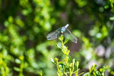 Close-up of dragonfly perching on plant