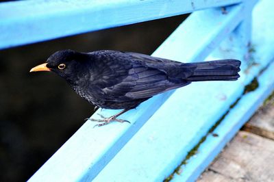 Close-up of bird perching on wood