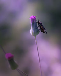 Close-up of insect on pink flower