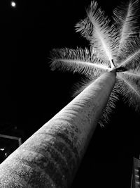 Low angle view of palm tree against sky at night