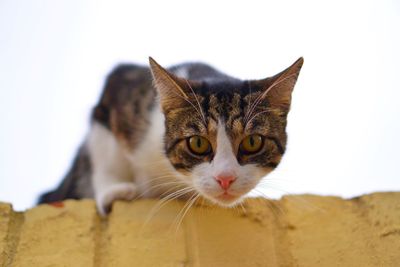 Close-up portrait of a cat